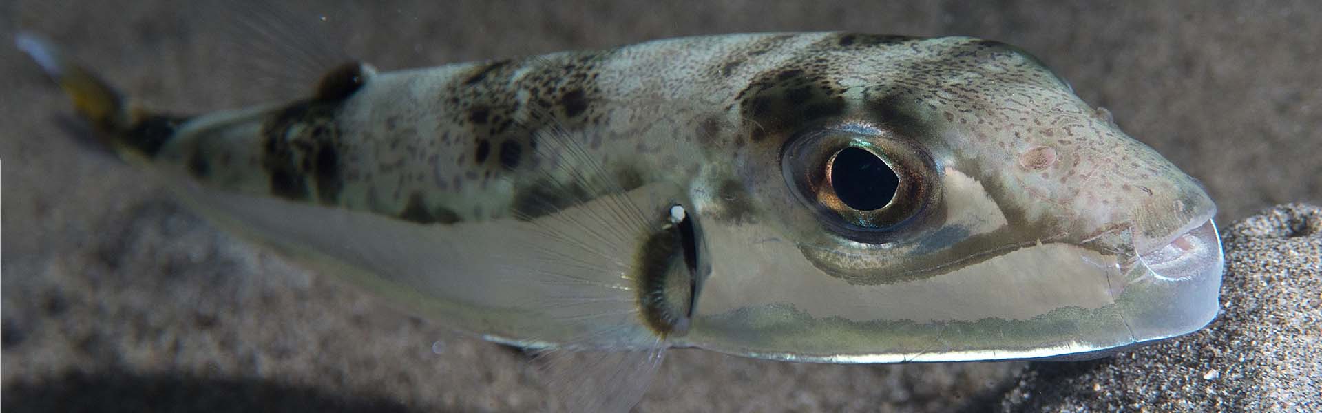 Steinitz' Scorpionfish